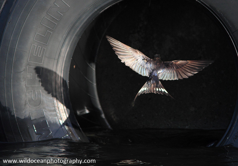 SWE001: Swallow in flight - Sweden (Kosterhavet National Park)