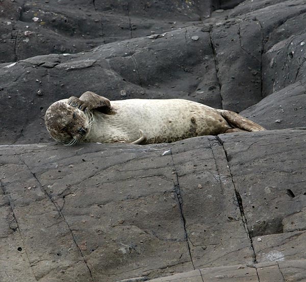 MMP002: Common Seal - Seals