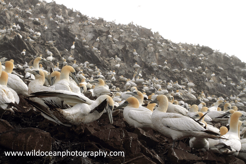 SBG043: Gannet colony - Gannets