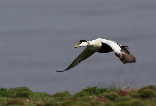 SBD005: Eider duck - Ducks, Swans & Geese