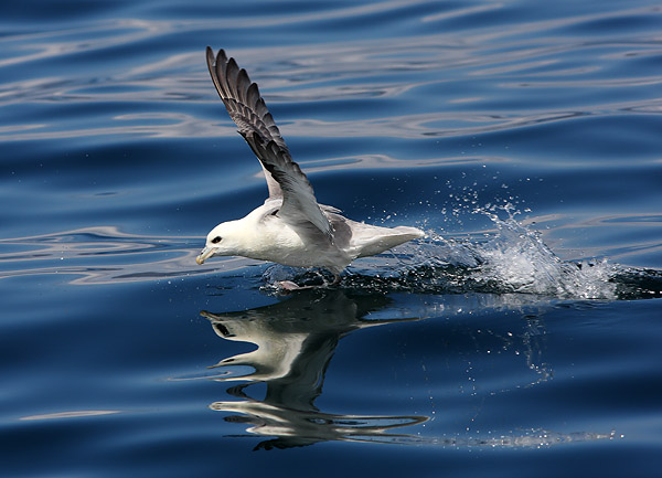 SBF004: Landing - Fulmars