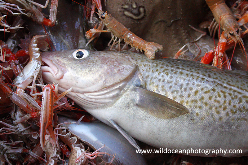 HTF007: Cod - Trawl Fisheries