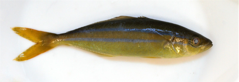 IDD020: Rainbow runner - Deep Sea Species