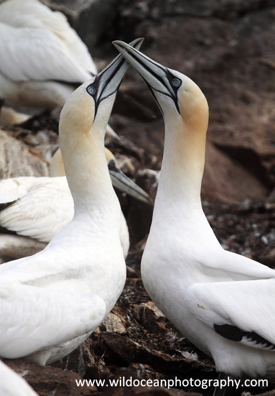 SBG041: Bill fencing - Gannets