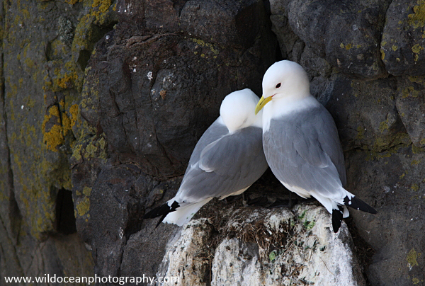 SBG026: Nesting Kittiwakes - Gulls and Kittiwakes