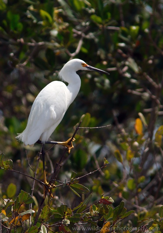 FLB018: Great egret - Birds