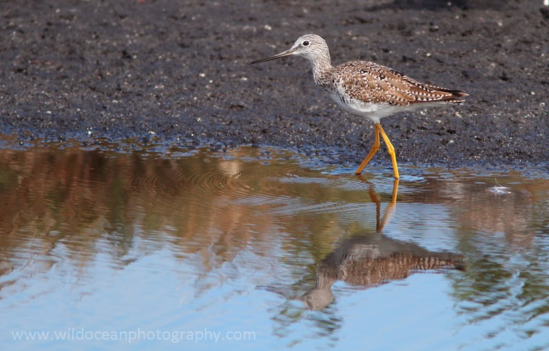 FLB028: Greater yellowlegs - Birds