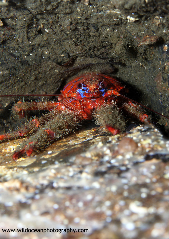 UML018; Galathea strigosa - Marine Life