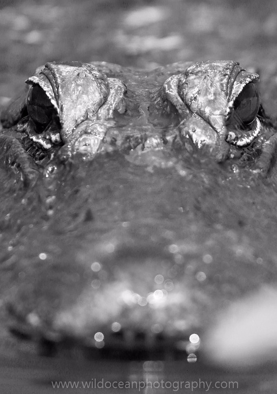 FLR004: Alligator portrait - Reptiles