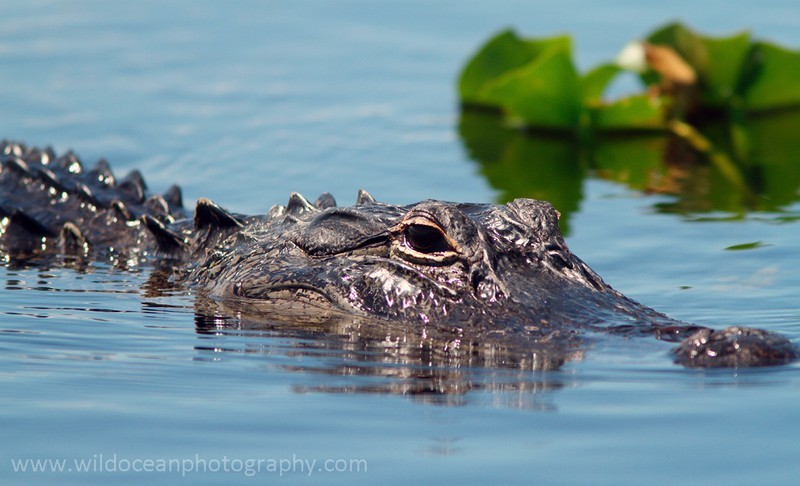 FLR005: American Alligator - Reptiles