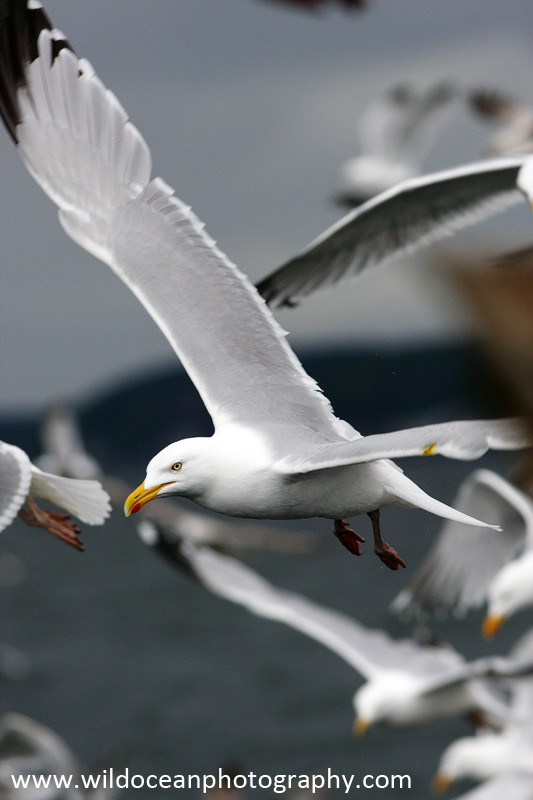 SBG012: Herring Gull - Gulls and Kittiwakes
