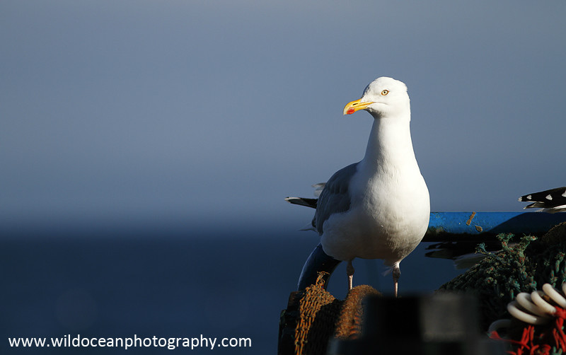 SBG008: Herring Gull - Gulls and Kittiwakes
