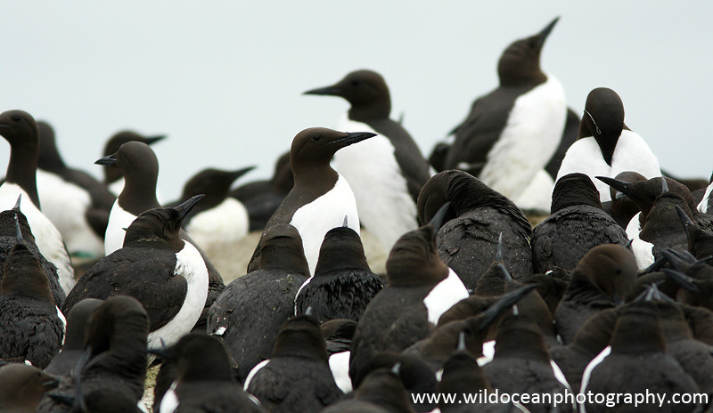 SBA007: Guillemot colony - Auks