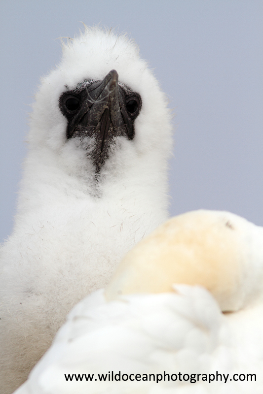 SBG058: Nap time - Gannets