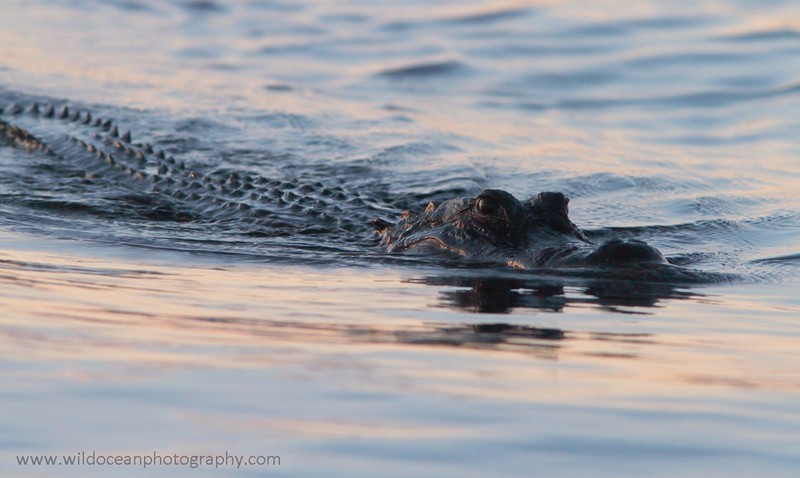 FLR014: Alligator - Reptiles