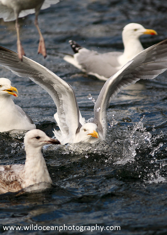 SBG031: Splash landing - Gulls and Kittiwakes