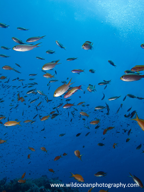 RS003: Anthias - Red Sea / Sinai Peninsula