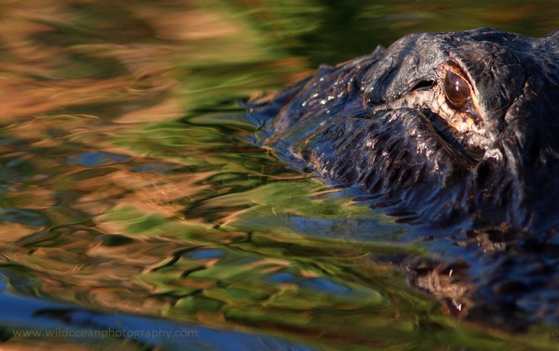 FLR016: Reflections - Reptiles