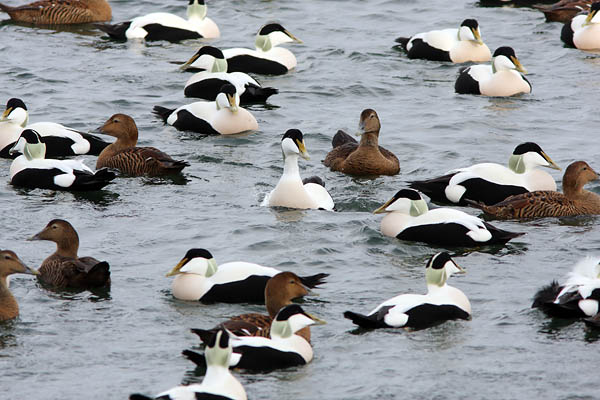 SBD004: Eider Ducks - Ducks, Swans & Geese