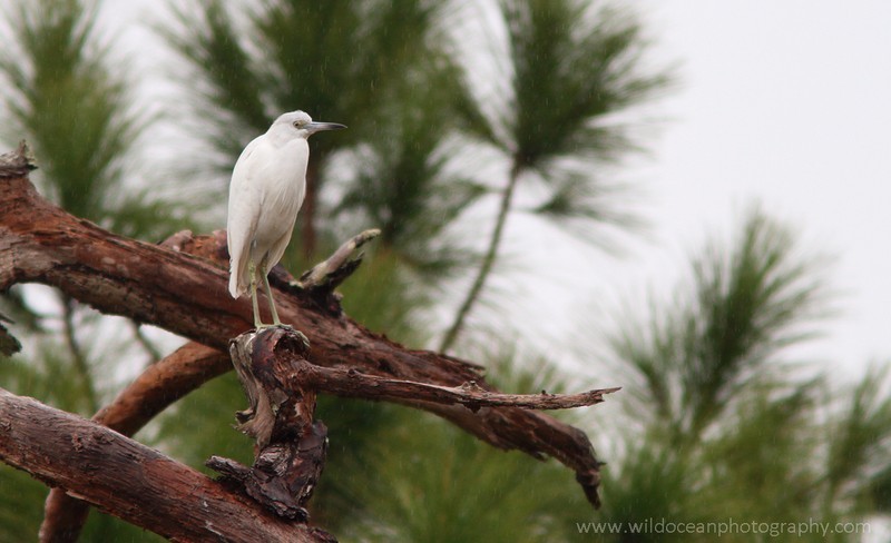 FLB002: Juv. little blue heron - Birds