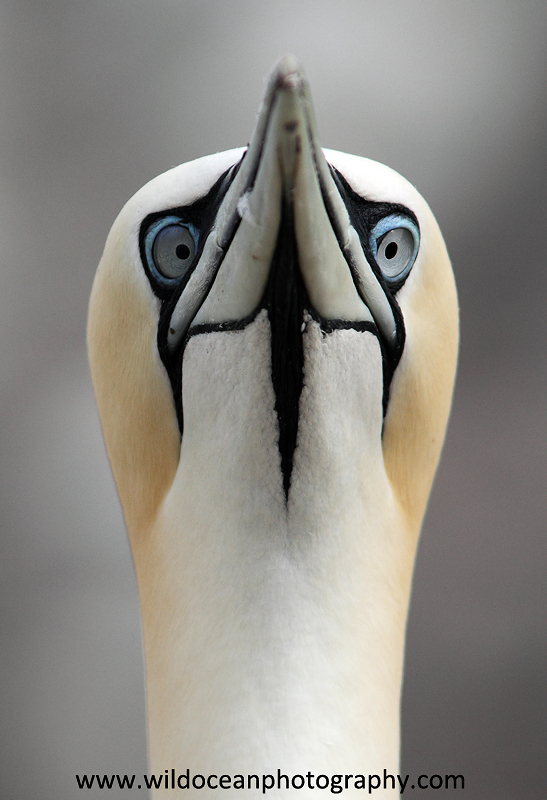 SBG037: Adult portrait - Gannets