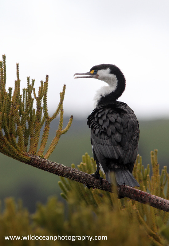 NZ013: Pacific Cormorant - New Zealand (Wellington & South Island)
