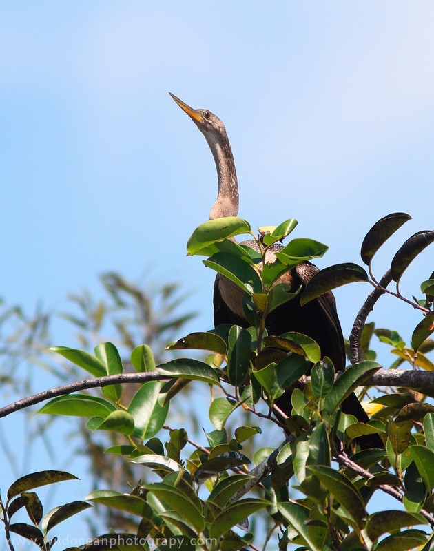 FLB026: Anhinga - Birds