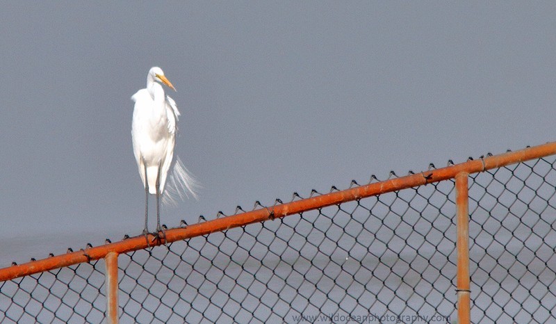 FLB017: Great egret - Birds