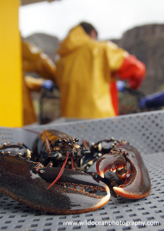 HCF005: Lobster and fishermen - Creel (Trap) Fisheries