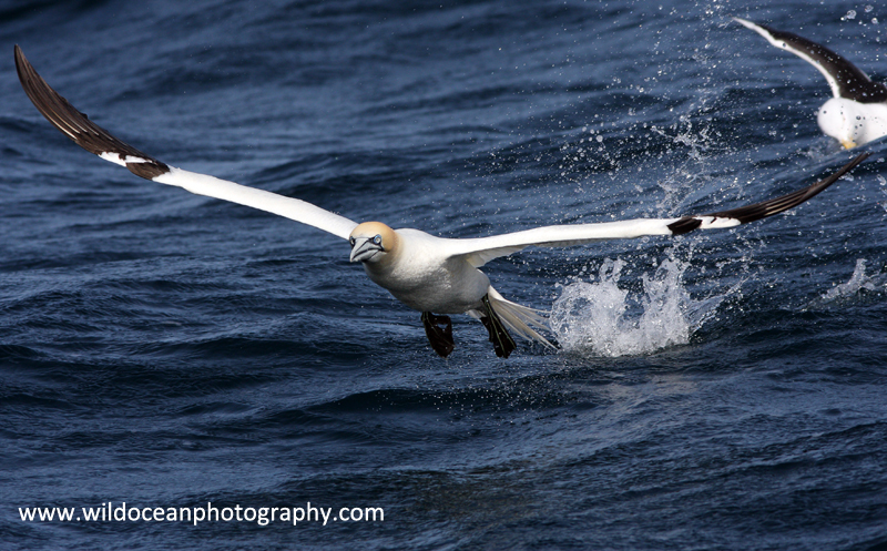 SBG024: Gannet takeoff - Gannets