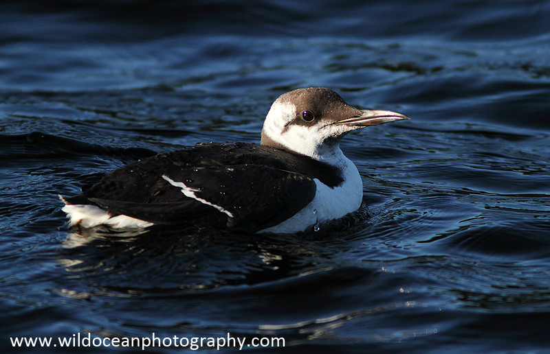SBA011: Guillemot - Auks