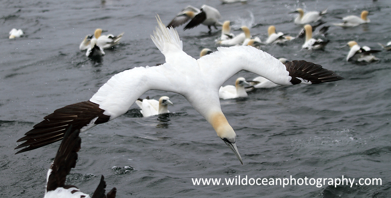 SBG046: Adult diving - Gannets