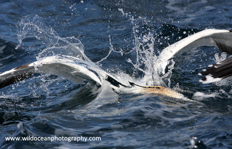 SBG007: Diving - Gannets