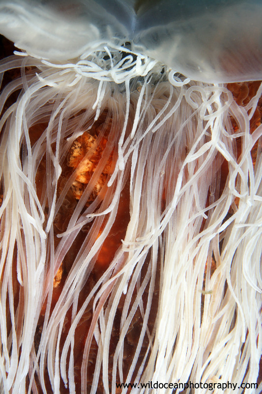 UML004: Lion's Mane - Marine Life