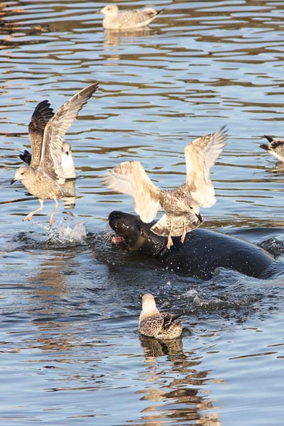 MMP005: Grey Seal - Seals