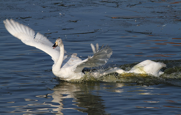 SBD003: Whooper swans - Ducks, Swans & Geese
