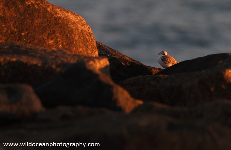 FLB030: Sanderling - Birds
