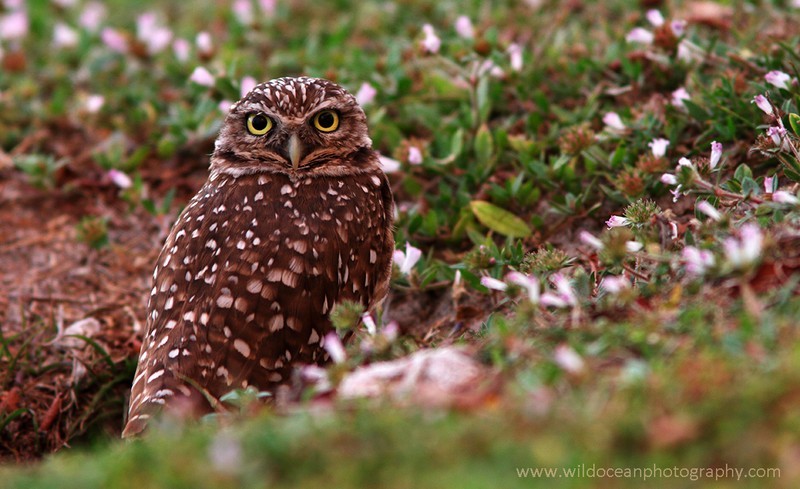FLB053: Burrowing owl - Birds