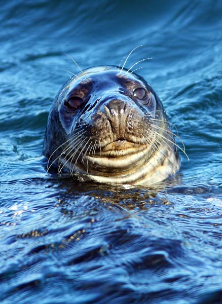 MMP003: Common Seal - Seals