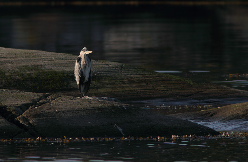 SBH004: Grey heron - Herons