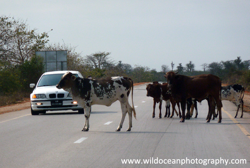 ANG004: Cows in road - Angola (W. Africa)