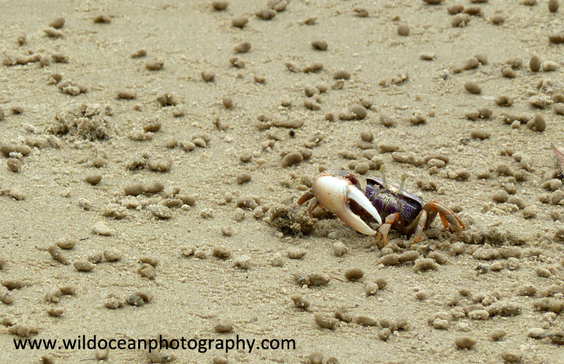 ANG007: Fiddler crab - Angola (W. Africa)