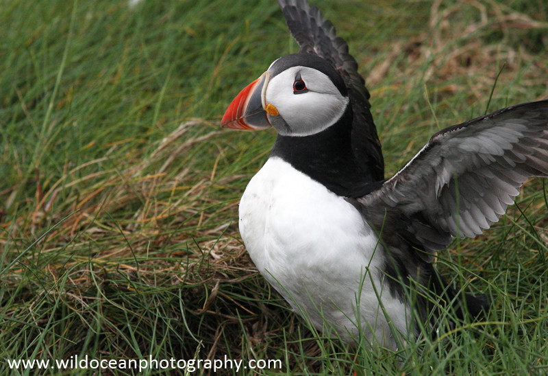 SBA018: Puffin stretching - Auks