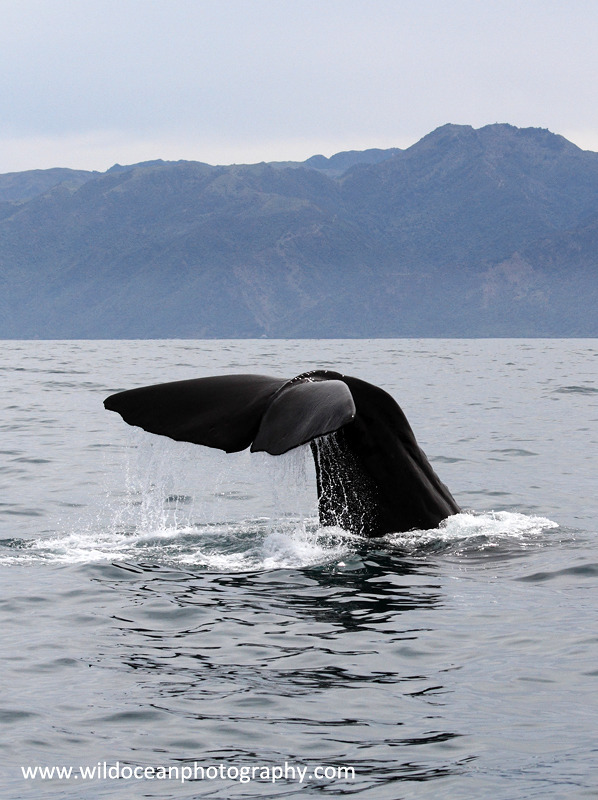 NZ032: Sperm whale fluke - New Zealand (Wellington & South Island)
