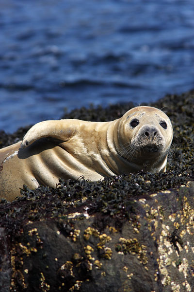 MMP001: Baby Common Seal