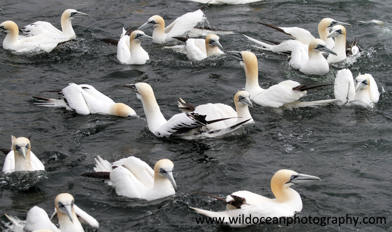 SBG051: Gannets at sea - Gannets