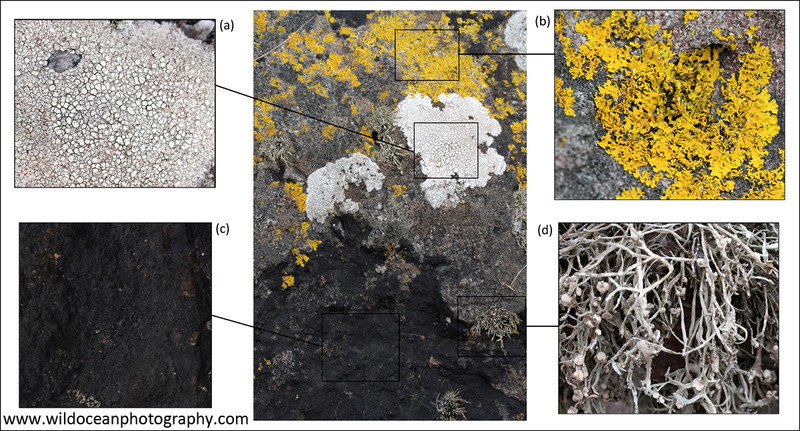 IDA001: Lichens of the Splash Zone - Coastal Species