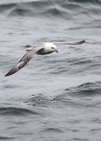 SBF009: Flight - Fulmars
