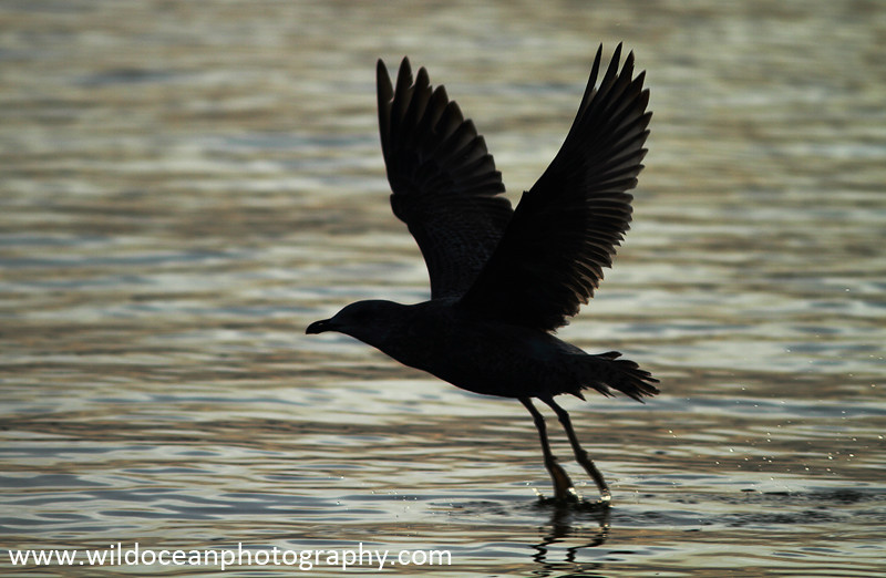 SBG001: Silhouette - Gulls and Kittiwakes