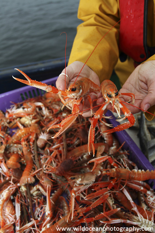 GSF007 - Langoustines in hands - 'Creel to Meal' (Glasgow Science Festival)